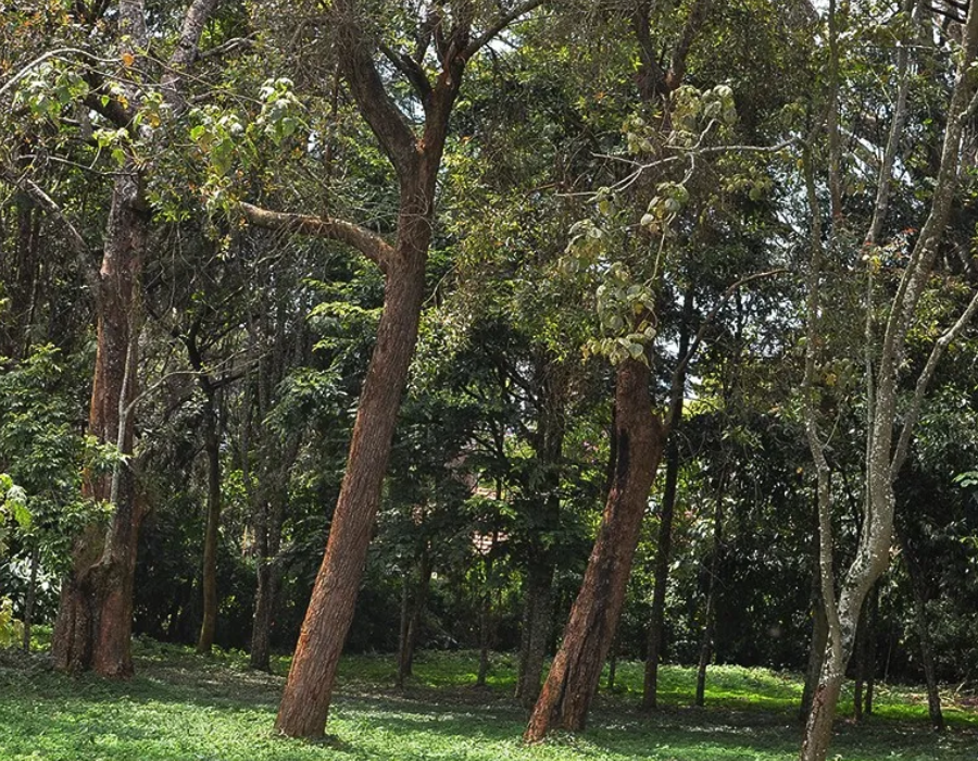 Taste the Wild – Limited Time Safari Tea Deal